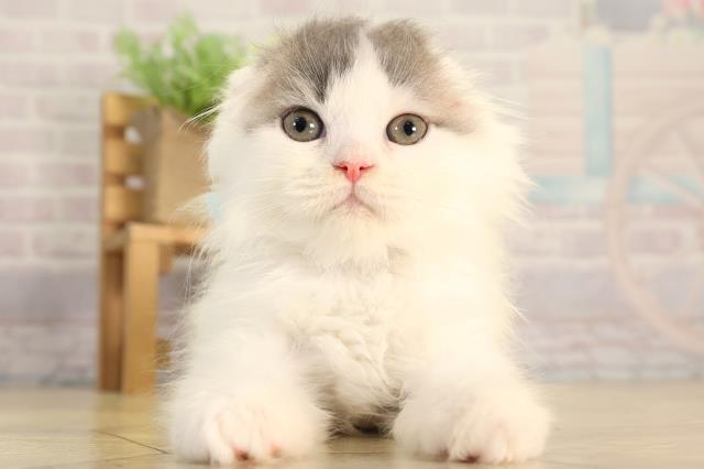 愛知県のスコティッシュフォールド (Coo&RIKU名古屋みなと店/2026年2月12日生まれ/男の子/ブルータビーホワイト)の子猫の1枚目の画像