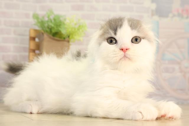 愛知県のスコティッシュフォールド (Coo&RIKU名古屋みなと店/2026年2月12日生まれ/男の子/ブルータビーホワイト)の子猫の2枚目の画像