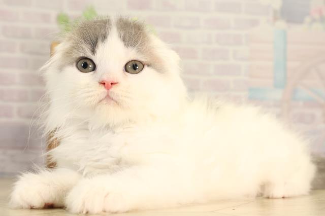 愛知県のスコティッシュフォールド (Coo&RIKU名古屋みなと店/2026年2月12日生まれ/男の子/ブルータビーホワイト)の子猫の3枚目の画像