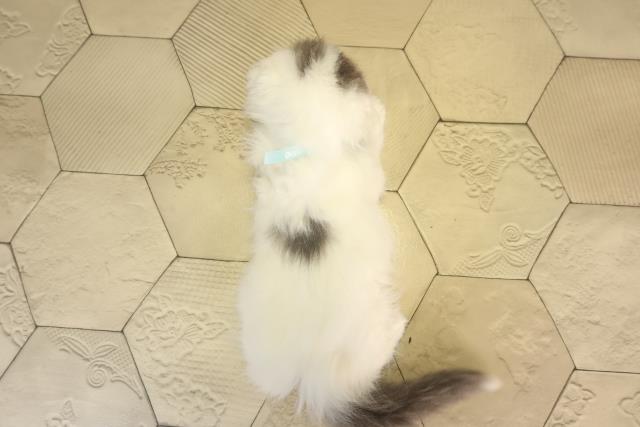 愛知県のスコティッシュフォールド (Coo&RIKU名古屋みなと店/2026年2月12日生まれ/男の子/ブルータビーホワイト)の子猫の4枚目の画像