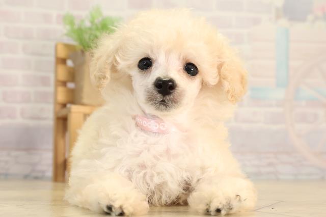 愛知県のトイプードル(トイ) (Coo&RIKU豊田店/2026年2月21日生まれ/女の子/ホワイト)の子犬の1枚目の画像