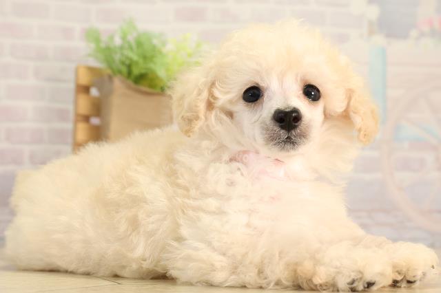 愛知県のトイプードル(トイ) (Coo&RIKU豊田店/2026年2月21日生まれ/女の子/ホワイト)の子犬の2枚目の画像