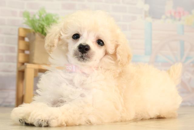 愛知県のトイプードル(トイ) (Coo&RIKU豊田店/2026年2月21日生まれ/女の子/ホワイト)の子犬の3枚目の画像