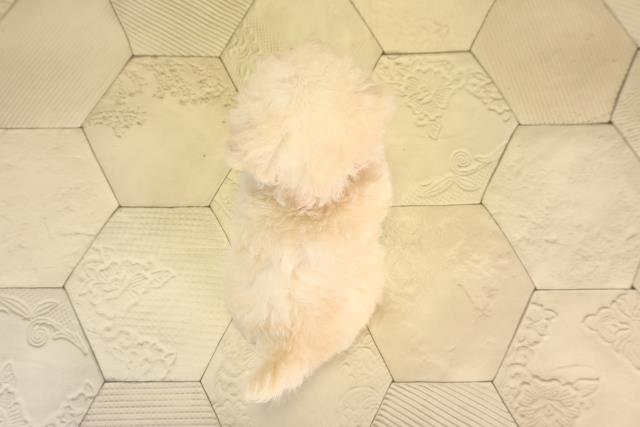 愛知県のトイプードル(トイ) (Coo&RIKU豊田店/2026年2月21日生まれ/女の子/ホワイト)の子犬の4枚目の画像