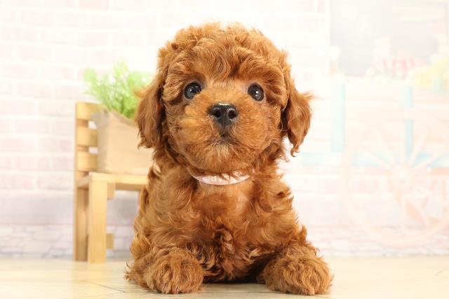 愛知県のトイプードル(トイ) (Coo&RIKU名古屋滝ノ水店/2026年2月22日生まれ/女の子/レッド)の子犬