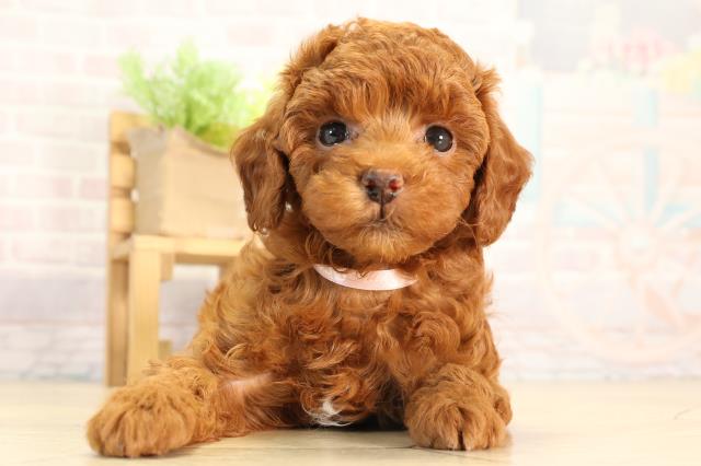 愛知県のトイプードル(トイ) (Coo&RIKU名古屋みなと店/2026年2月22日生まれ/女の子/レッド)の子犬の1枚目の画像