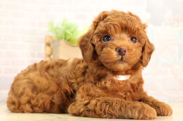 愛知県のトイプードル(トイ) (Coo&RIKU名古屋みなと店/2026年2月22日生まれ/女の子/レッド)の子犬の2枚目の画像