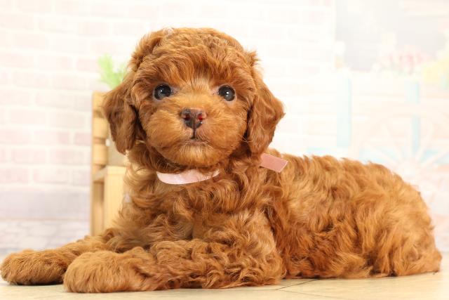 愛知県のトイプードル(トイ) (Coo&RIKU名古屋みなと店/2026年2月22日生まれ/女の子/レッド)の子犬の3枚目の画像