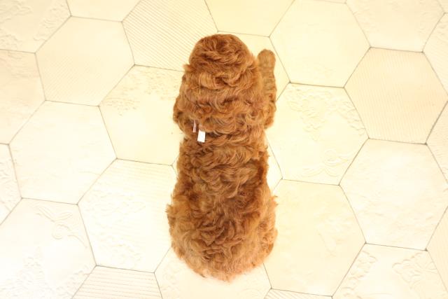 愛知県のトイプードル(トイ) (Coo&RIKU名古屋みなと店/2026年2月22日生まれ/女の子/レッド)の子犬の4枚目の画像