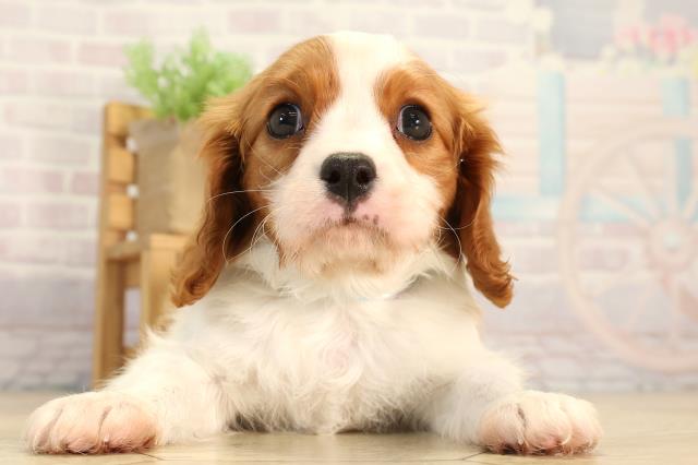 愛知県のキャバリアキングチャールズスパニエル (Coo&RIKU名古屋みなと店/2026年2月21日生まれ/男の子/ブレンハイム)の子犬の1枚目の画像
