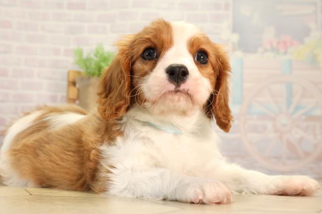 愛知県のキャバリアキングチャールズスパニエル (Coo&RIKU名古屋みなと店/2026年2月21日生まれ/男の子/ブレンハイム)の子犬の2枚目の画像