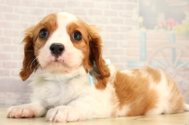 愛知県のキャバリアキングチャールズスパニエル (Coo&RIKU名古屋みなと店/2026年2月21日生まれ/男の子/ブレンハイム)の子犬の3枚目の画像