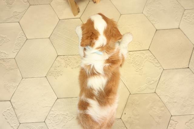 愛知県のキャバリアキングチャールズスパニエル (Coo&RIKU名古屋みなと店/2026年2月21日生まれ/男の子/ブレンハイム)の子犬の4枚目の画像