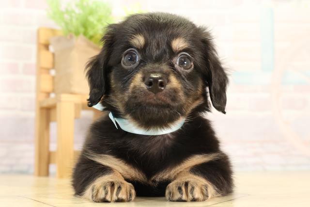 愛知県のチワックス(チワワ×ダックス) (Coo&RIKU名古屋みなと店/2026年2月20日生まれ/男の子/ブラッククリーム)の子犬の1枚目の画像