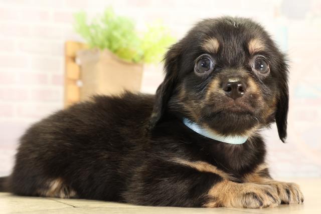 愛知県のチワックス(チワワ×ダックス) (Coo&RIKU名古屋みなと店/2026年2月20日生まれ/男の子/ブラッククリーム)の子犬の2枚目の画像