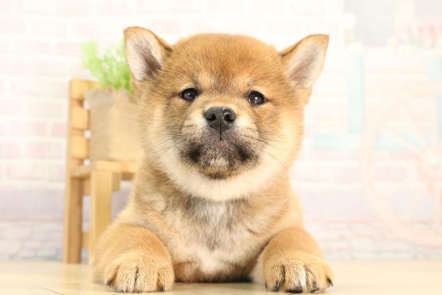 静岡県の柴犬(標準サイズ) (Coo&RIKU浜松店/2026年2月22日生まれ/女の子/赤)の子犬の1枚目の画像