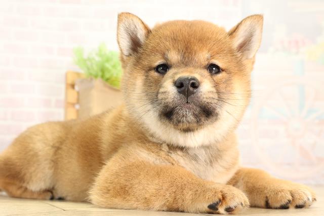 静岡県の柴犬(標準サイズ) (Coo&RIKU浜松店/2026年2月22日生まれ/女の子/赤)の子犬の2枚目の画像