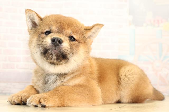 静岡県の柴犬(標準サイズ) (Coo&RIKU浜松店/2026年2月22日生まれ/女の子/赤)の子犬の3枚目の画像