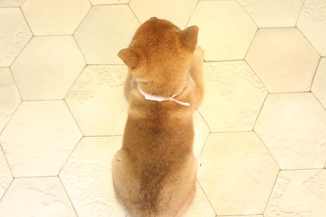 静岡県の柴犬(標準サイズ) (Coo&RIKU浜松店/2026年2月22日生まれ/女の子/赤)の子犬の4枚目の画像