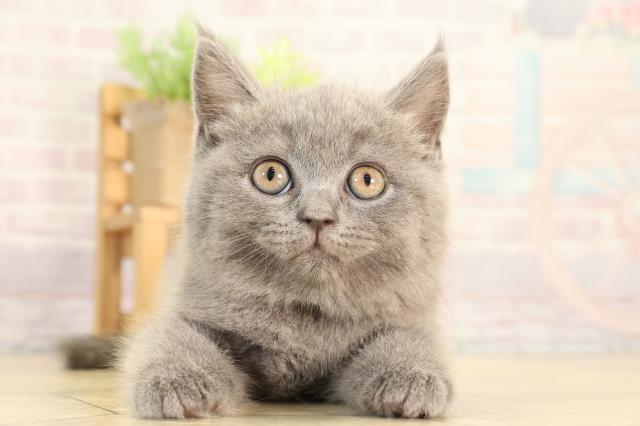 静岡県のブリティッシュショートヘアー (Coo&RIKU浜松店/2026年2月18日生まれ/女の子/ブルー)の子猫の1枚目の画像