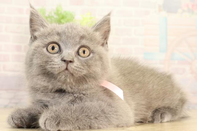 静岡県のブリティッシュショートヘアー (Coo&RIKU浜松店/2026年2月18日生まれ/女の子/ブルー)の子猫の2枚目の画像