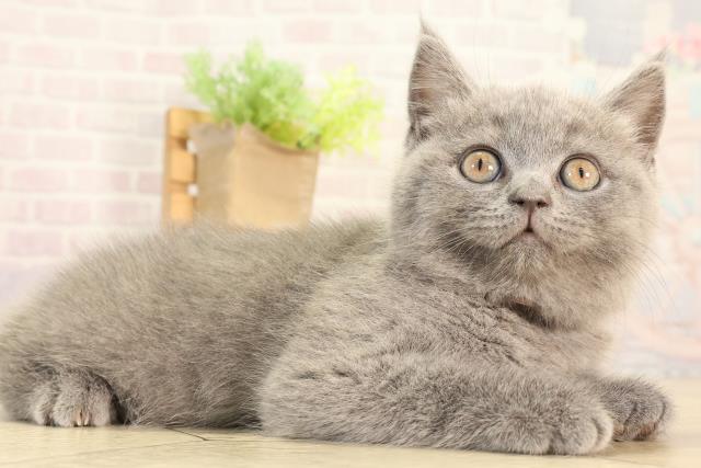 静岡県のブリティッシュショートヘアー (Coo&RIKU浜松店/2026年2月18日生まれ/女の子/ブルー)の子猫の3枚目の画像