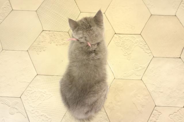 静岡県のブリティッシュショートヘアー (Coo&RIKU浜松店/2026年2月18日生まれ/女の子/ブルー)の子猫の4枚目の画像