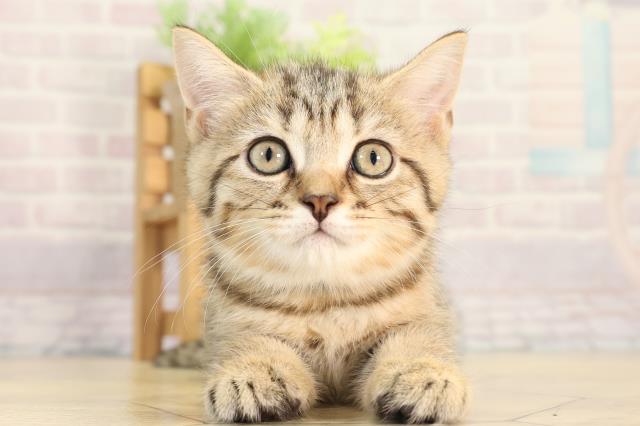 静岡県のブリティッシュショートヘアー (Coo&RIKU掛川店/2026年2月17日生まれ/女の子/ブラウンマッカレルタビー)の子猫の1枚目の画像