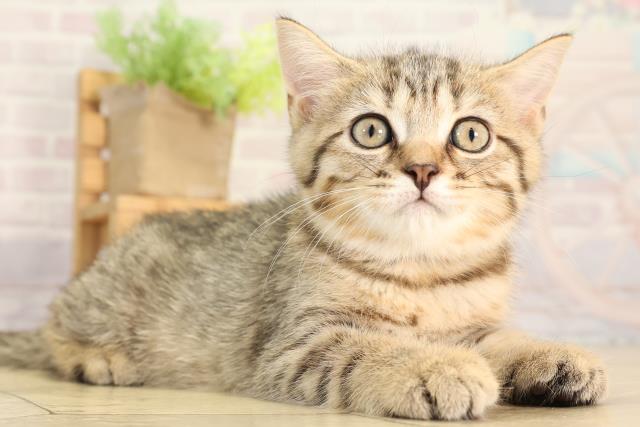 静岡県のブリティッシュショートヘアー (Coo&RIKU掛川店/2026年2月17日生まれ/女の子/ブラウンマッカレルタビー)の子猫の2枚目の画像