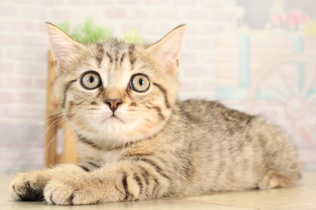 静岡県のブリティッシュショートヘアー (Coo&RIKU掛川店/2026年2月17日生まれ/女の子/ブラウンマッカレルタビー)の子猫の3枚目の画像