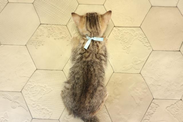 静岡県のブリティッシュショートヘアー (Coo&RIKU掛川店/2026年2月17日生まれ/女の子/ブラウンマッカレルタビー)の子猫の4枚目の画像