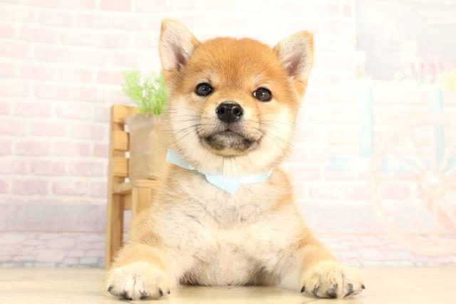 岐阜県の豆柴 (Coo&RIKU岐南店/2026年2月21日生まれ/男の子/赤)の子犬の1枚目の画像