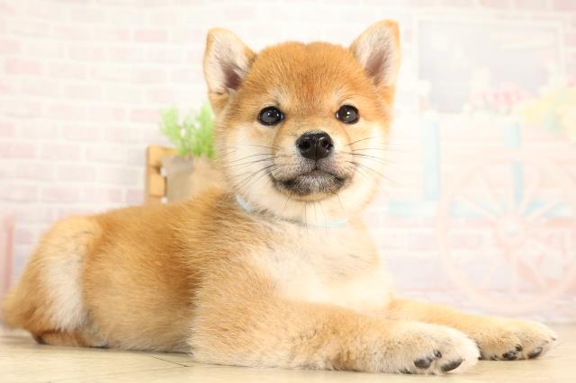 岐阜県の豆柴 (Coo&RIKU岐南店/2026年2月21日生まれ/男の子/赤)の子犬の2枚目の画像