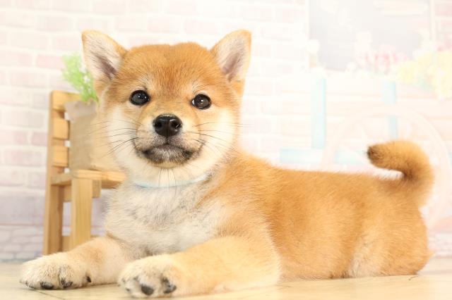 岐阜県の豆柴 (Coo&RIKU岐南店/2026年2月21日生まれ/男の子/赤)の子犬の3枚目の画像