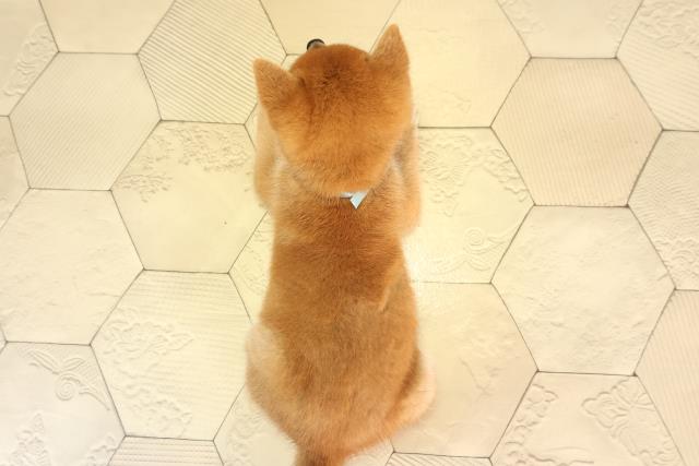 岐阜県の豆柴 (Coo&RIKU岐南店/2026年2月21日生まれ/男の子/赤)の子犬の4枚目の画像