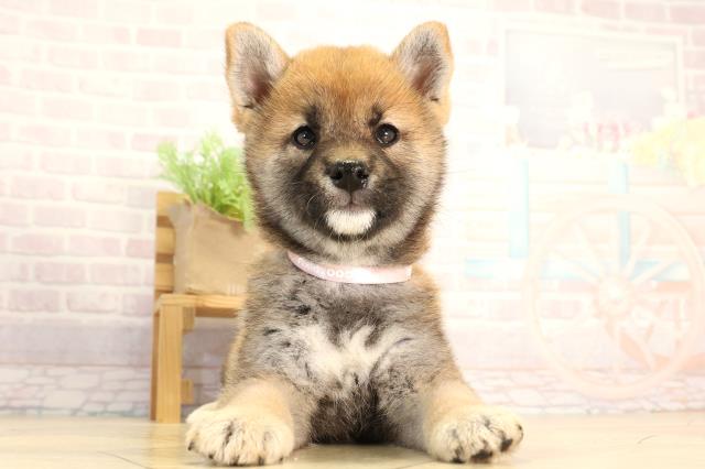 愛知県の柴犬(標準サイズ) (Coo&RIKU豊橋店/2026年2月20日生まれ/女の子/赤)の子犬の1枚目の画像