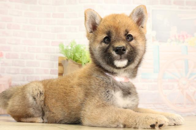 愛知県の柴犬(標準サイズ) (Coo&RIKU豊橋店/2026年2月20日生まれ/女の子/赤)の子犬の2枚目の画像