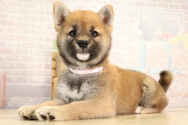 愛知県の柴犬(標準サイズ) (Coo&RIKU豊橋店/2026年2月20日生まれ/女の子/赤)の子犬の3枚目の画像