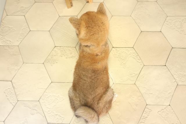 愛知県の柴犬(標準サイズ) (Coo&RIKU豊橋店/2026年2月20日生まれ/女の子/赤)の子犬の4枚目の画像