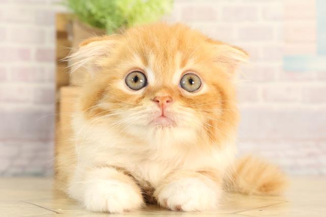 愛知県のスコティッシュフォールド (Coo&RIKU豊橋店/2026年2月20日生まれ/女の子/レッドタビーホワイト)の子猫の1枚目の画像