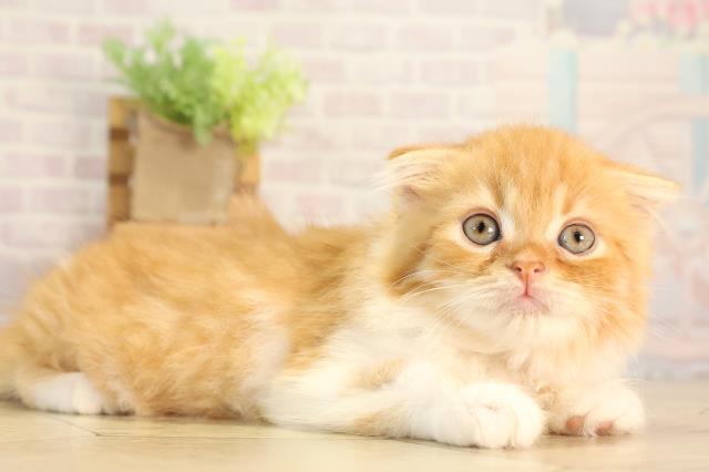 愛知県のスコティッシュフォールド (Coo&RIKU豊橋店/2026年2月20日生まれ/女の子/レッドタビーホワイト)の子猫の2枚目の画像