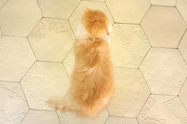 愛知県のスコティッシュフォールド (Coo&RIKU豊橋店/2026年2月20日生まれ/女の子/レッドタビーホワイト)の子猫の4枚目の画像