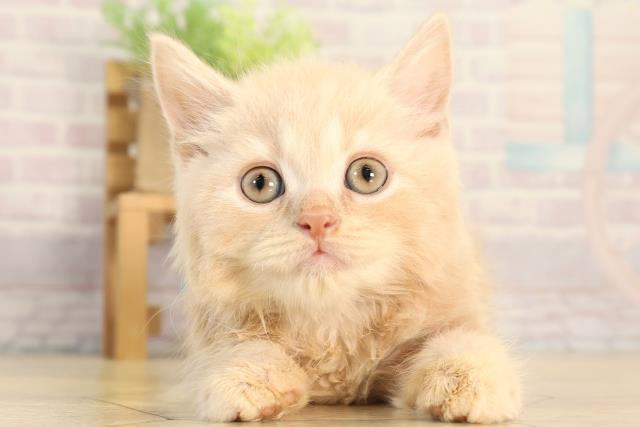 静岡県のスコティッシュフォールド (Coo&RIKU静岡SBS通り店/2026年2月20日生まれ/男の子/クリームタビー)の子猫の1枚目の画像