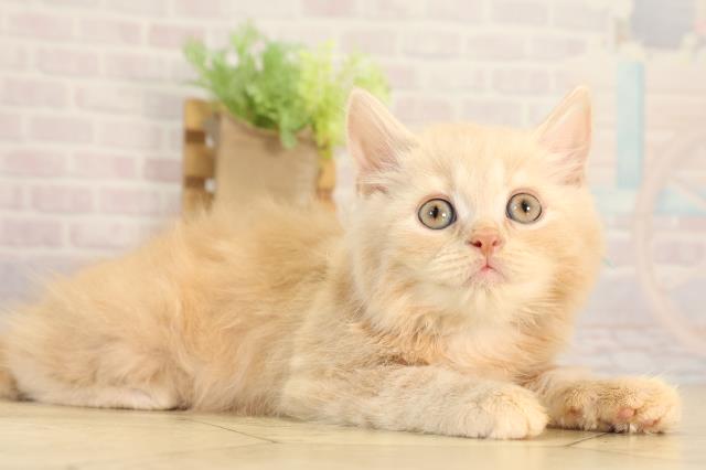 静岡県のスコティッシュフォールド (Coo&RIKU静岡SBS通り店/2026年2月20日生まれ/男の子/クリームタビー)の子猫の2枚目の画像