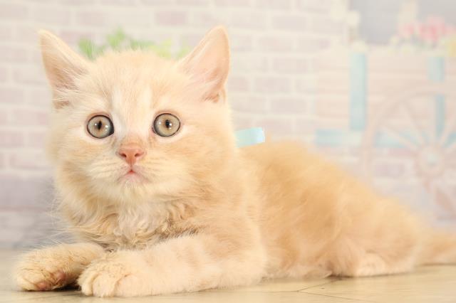 静岡県のスコティッシュフォールド (Coo&RIKU静岡SBS通り店/2026年2月20日生まれ/男の子/クリームタビー)の子猫の3枚目の画像