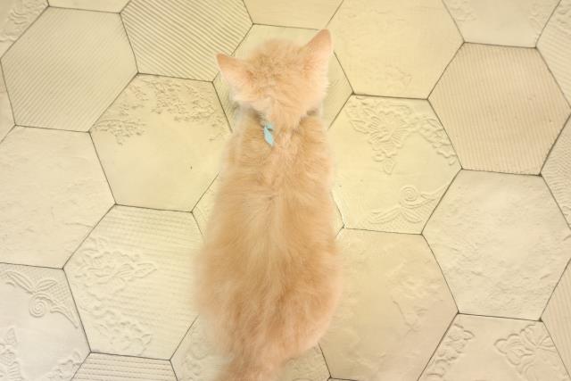 静岡県のスコティッシュフォールド (Coo&RIKU静岡SBS通り店/2026年2月20日生まれ/男の子/クリームタビー)の子猫の4枚目の画像