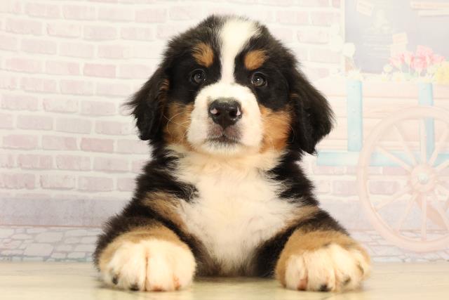 静岡県のバーニーズマウンテンドッグ (Coo&RIKU掛川店/2026年2月17日生まれ/男の子/ブラックラストホワイト)の子犬の1枚目の画像