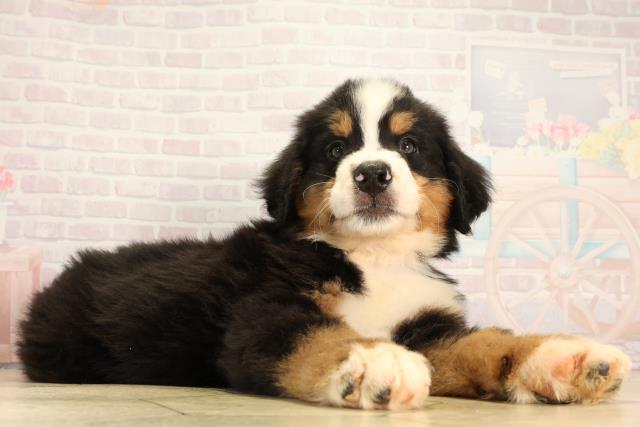 静岡県のバーニーズマウンテンドッグ (Coo&RIKU掛川店/2026年2月17日生まれ/男の子/ブラックラストホワイト)の子犬の2枚目の画像