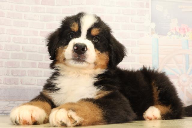 静岡県のバーニーズマウンテンドッグ (Coo&RIKU掛川店/2026年2月17日生まれ/男の子/ブラックラストホワイト)の子犬の3枚目の画像