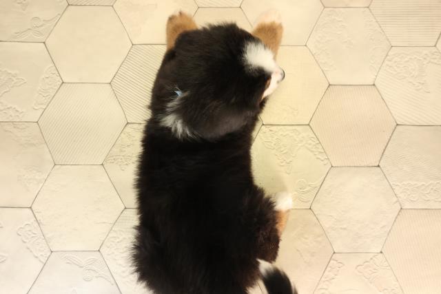 静岡県のバーニーズマウンテンドッグ (Coo&RIKU掛川店/2026年2月17日生まれ/男の子/ブラックラストホワイト)の子犬の4枚目の画像